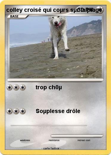 Pokemon colley croisé qui coµrs sµr la plage
