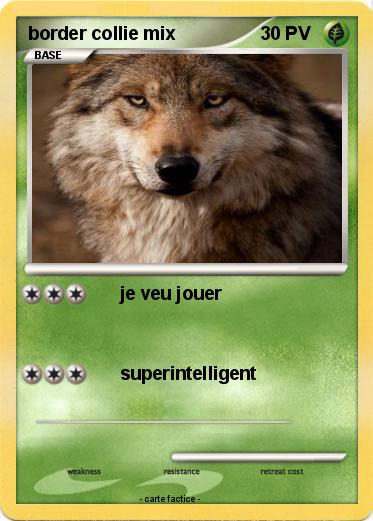 Pokemon border collie mix