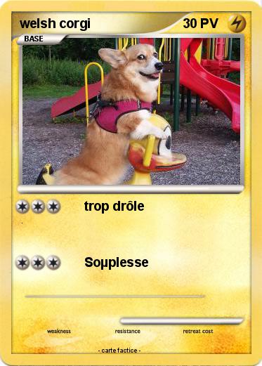 Pokemon welsh corgi