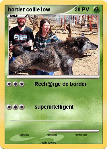 Pokemon border collie low