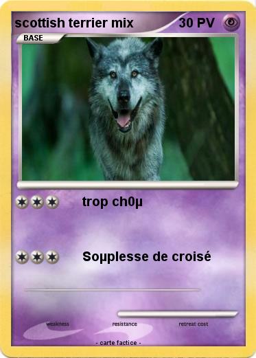 Pokemon scottish terrier mix
