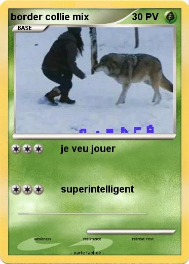 Pokemon border collie mix