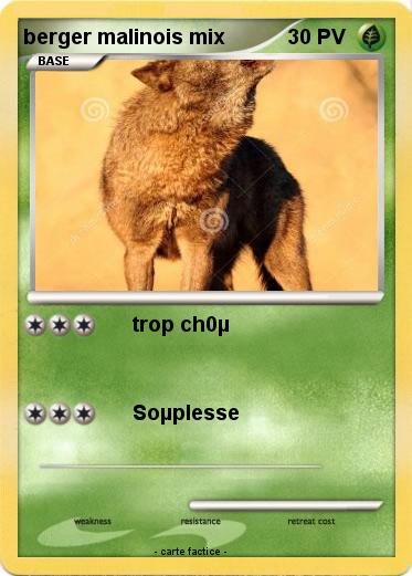 Pokemon berger malinois mix