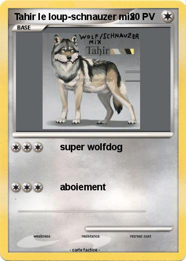 Pokemon Tahir le loup-schnauzer mix