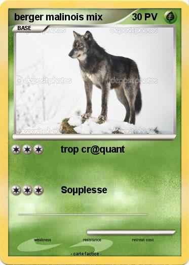 Pokemon berger malinois mix