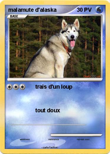 Pokemon malamute d'alaska