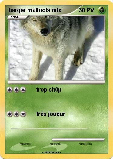 Pokemon berger malinois mix