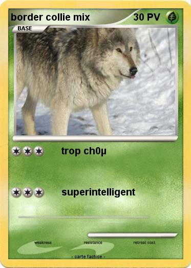 Pokemon border collie mix