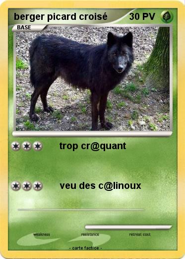 Pokemon berger picard croisé