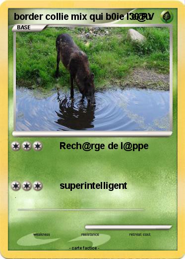 Pokemon border collie mix qui b0ie l'e@u