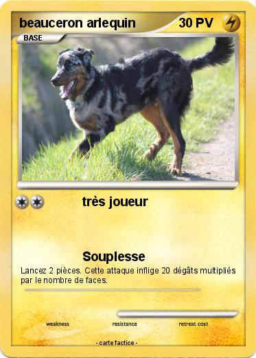 Pokemon beauceron arlequin
