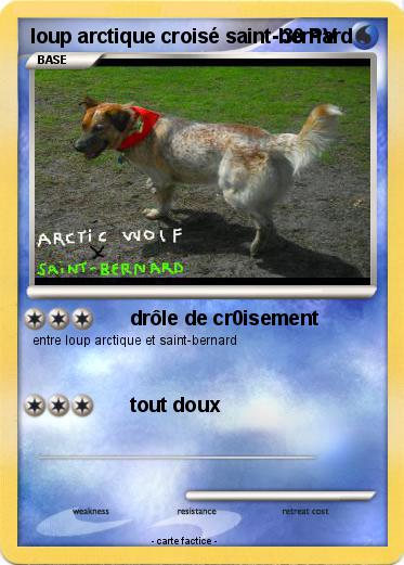 Pokemon loup arctique croisé saint-bernard