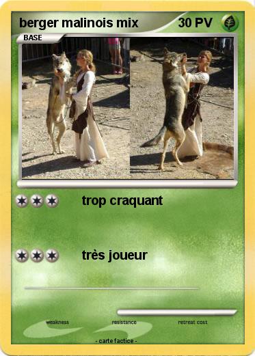 Pokemon berger malinois mix