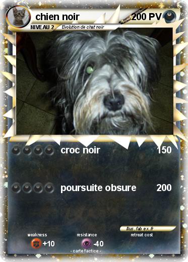 Pokemon chien noir