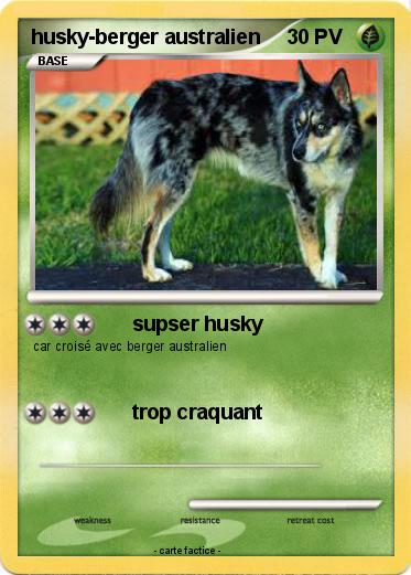 Pokemon husky-berger australien