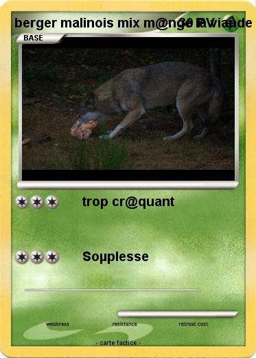 Pokemon berger malinois mix m@nge la viande