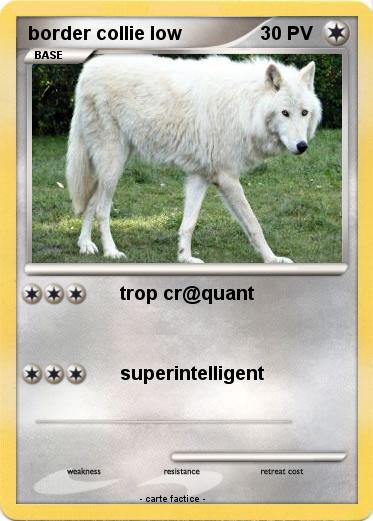 Pokemon border collie low