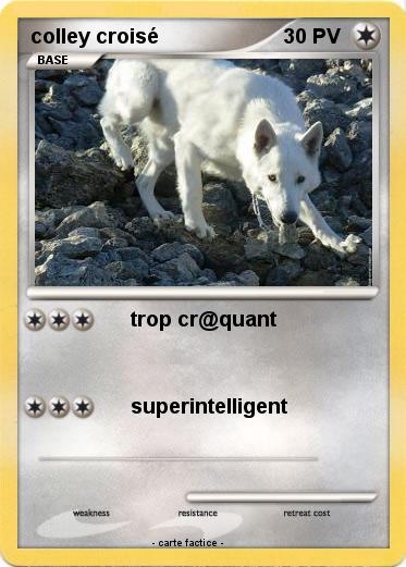 Pokemon colley croisé