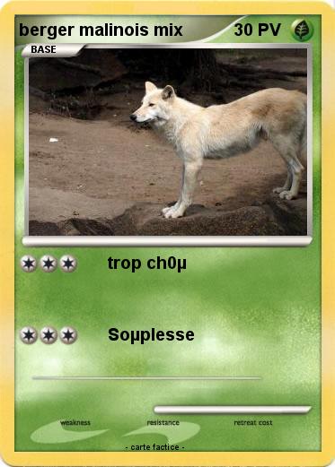 Pokemon berger malinois mix