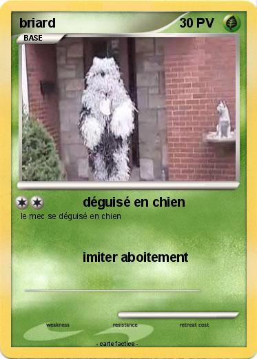 Pokemon briard