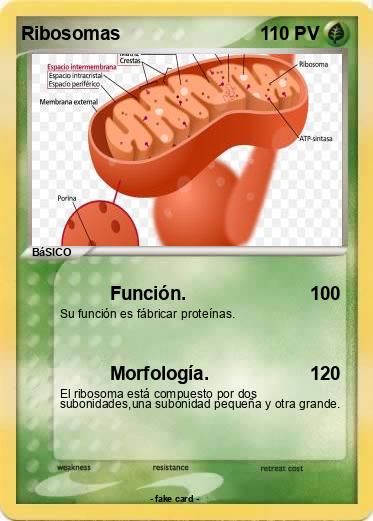 Pokemon Ribosomas