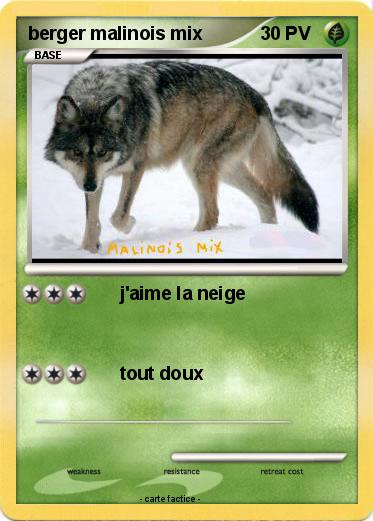 Pokemon berger malinois mix