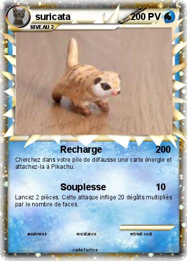 Pokemon suricata