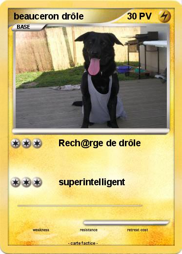 Pokemon beauceron drôle