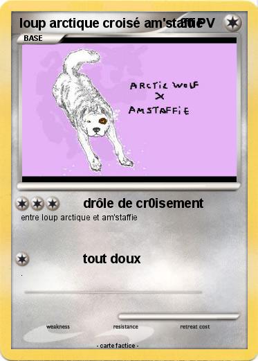 Pokemon loup arctique croisé am'staffie