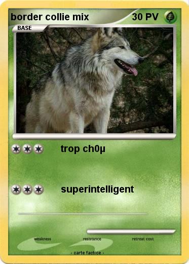 Pokemon border collie mix