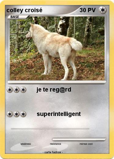 Pokemon colley croisé