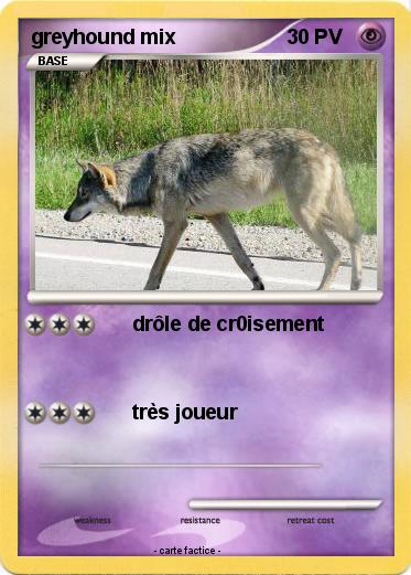 Pokemon greyhound mix