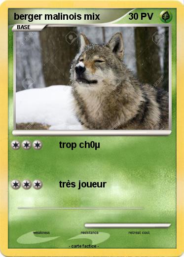 Pokemon berger malinois mix