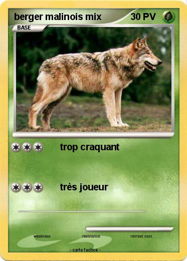 Pokemon berger malinois mix