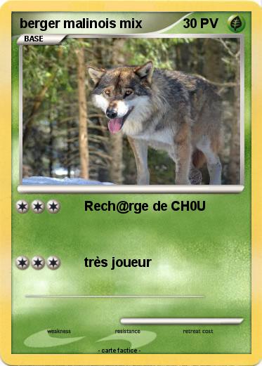 Pokemon berger malinois mix