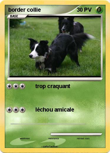 Pokemon border collie