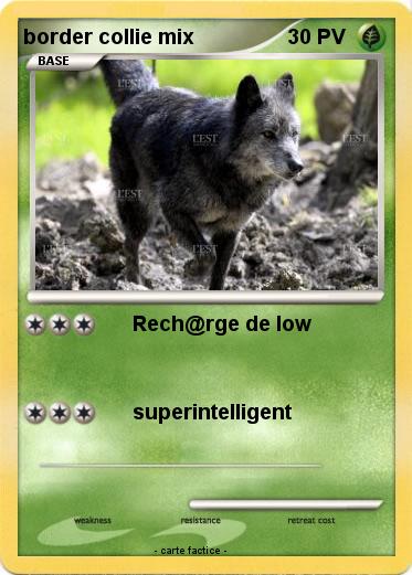 Pokemon border collie mix