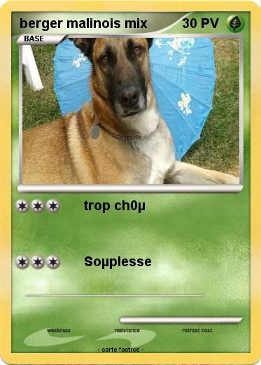 Pokemon berger malinois mix