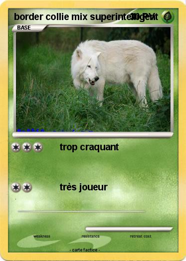 Pokemon border collie mix superintelligent