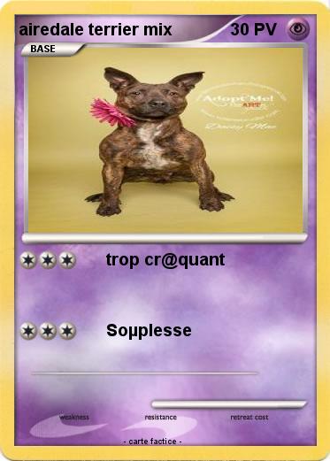 Pokemon airedale terrier mix
