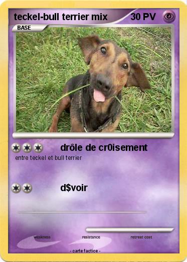 Pokemon teckel-bull terrier mix