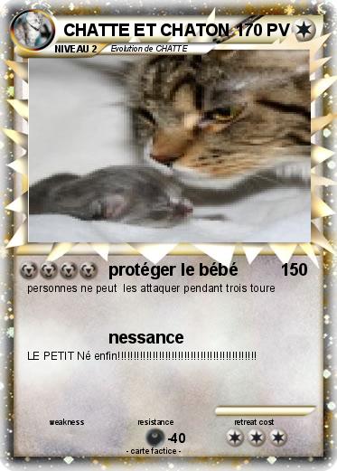 Pokemon CHATTE ET CHATON