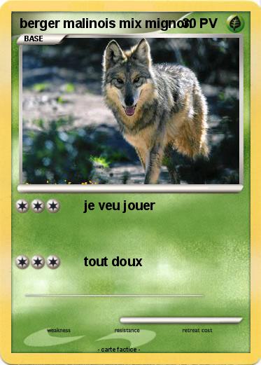 Pokemon berger malinois mix mignon