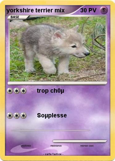 Pokemon yorkshire terrier mix