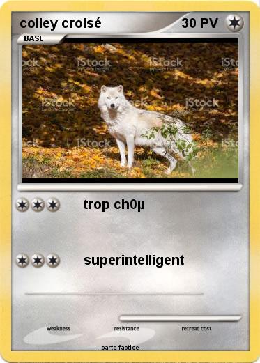 Pokemon colley croisé