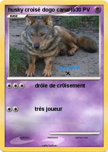 Pokemon husky croisé dogo canario
