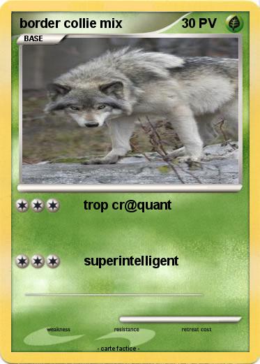 Pokemon border collie mix