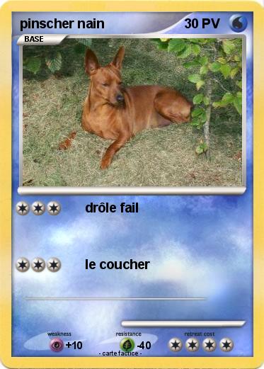 Pokemon pinscher nain