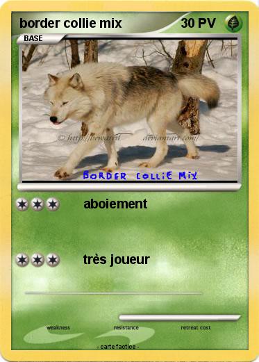 Pokemon border collie mix