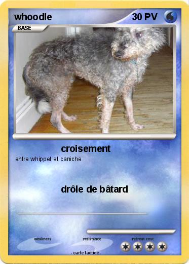 Pokemon whoodle